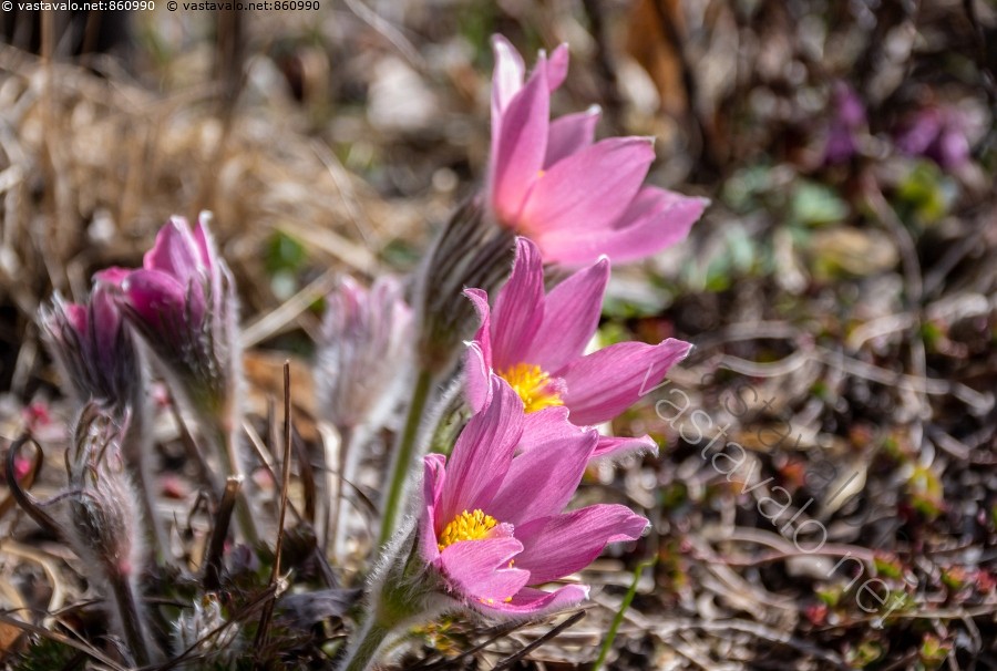 kuva-vaaleanpunainen-tarhakylm-nkukka-pulsatilla-vulgaris-rosen
