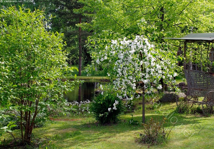 kuva-rautatieomenapuun-kukintaa-rautatieomenapuu-malus-hyvingiensis