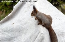 orava-keraa-pesamateriaalia