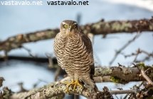 varpushaukan-tuijotus
