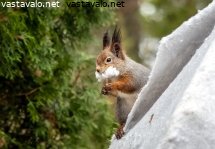 orava-keraa-pesamateriaalia