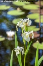valkokukkaiset-keltakurjenmiekat