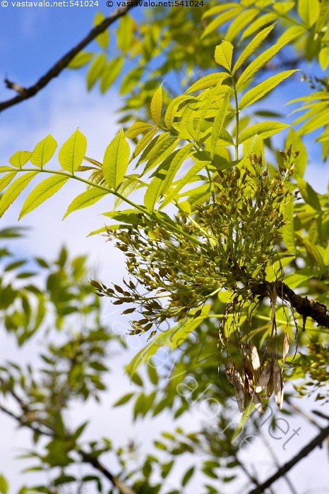 Kuva Saarnen Kukat Saarni Fraxinus Excelsior Puu Puut Jalo Lehtipuu kuva-saarnen-kukat-saarni-fraxinus-excelsior-puu-puut-jalo-lehtipuu
