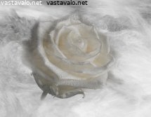 ruusu-virrassa
