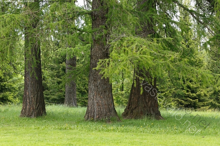 Kuva: Lehtikuusi - lehtikuusi Larix puisto puu runko havupuu nurmikko ...
