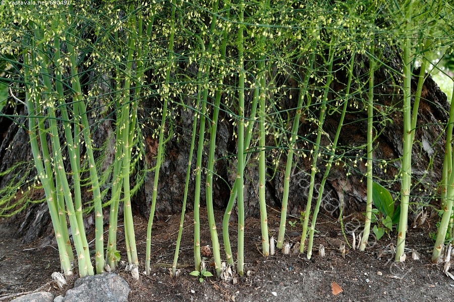 Kuva: Bambu - bambu Bambuseae kasvi varsi tyvi taimi puu runko multa ...