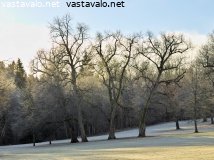 traskandan-kartanon-lehmuksia