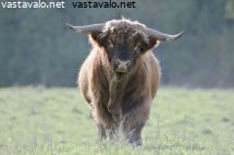 mahtisonni