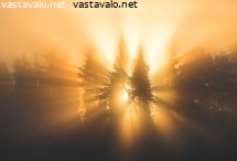 aamuauringon-sateet-usvaisessa-metsassa