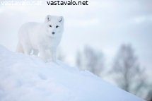 tarhanaali-ulkoilemassa