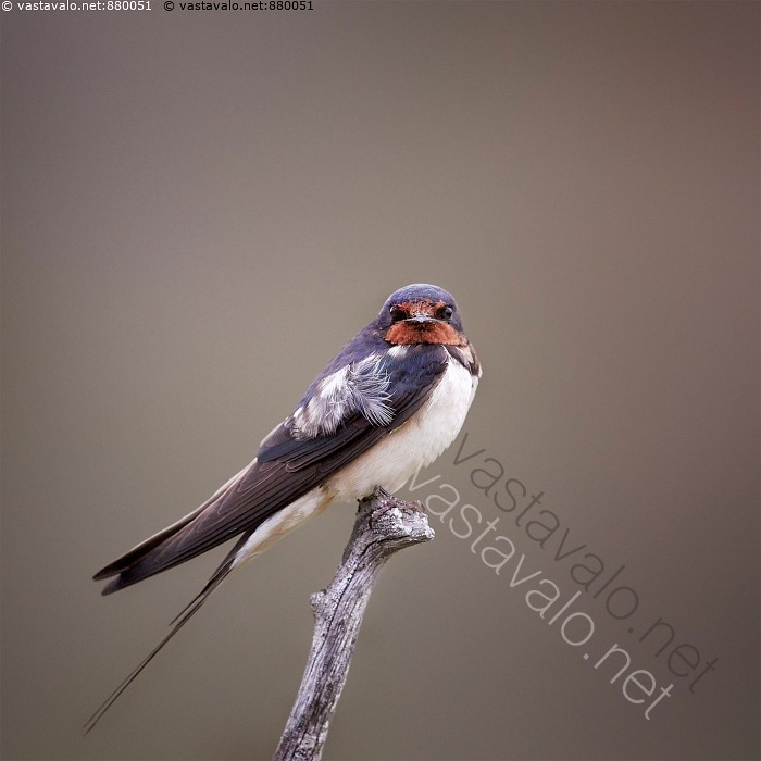 Kuva Haarap sky Haarap sky Hirundo Rustica P sky P skyt Lintu kuva-haarap-sky-haarap-sky-hirundo-rustica-p-sky-p-skyt-lintu