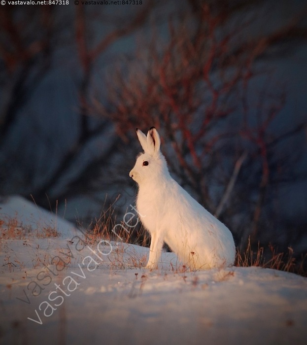 Kuva Mets j nis Talvella Mets j nis Lepus Timidus J nisel imet kuva-mets-j-nis-talvella-mets-j-nis-lepus-timidus-j-nisel-imet