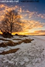 koivu-auringonlaskussa
