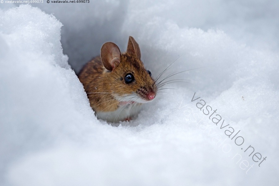 Pysty Hiiri Kuva: Metsähiiri kurkistaa kolostaan - metsähiiri Apodemus flavicollis ...