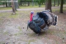 vapaa porno Gangbang video