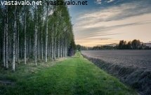 koivumetsan-ja-pellon-reunalla