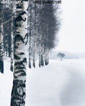 koivut-ja-manty