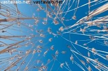 jarviruokoja-vasten-taivasta