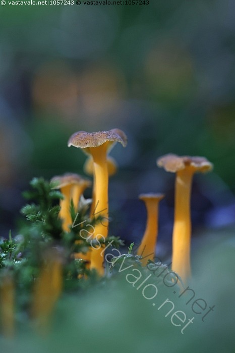kuva-kosteikkovahvero-craterellus-lutescens-craterellus-lutescens