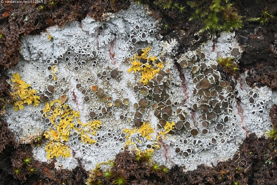 Haapa Runko Kuva: Haavankehräjäkälä, Lecanora allophana - haavankehräjäkälä ...