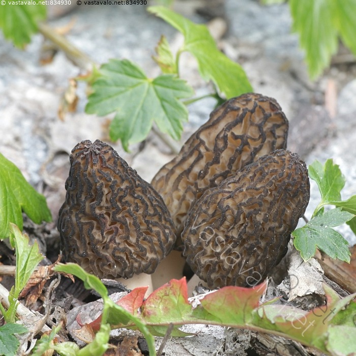 Kuva Morchella Elata Kartiohuhtasieni Kartiohuhtasieni Morchella kuva-morchella-elata-kartiohuhtasieni-kartiohuhtasieni-morchella