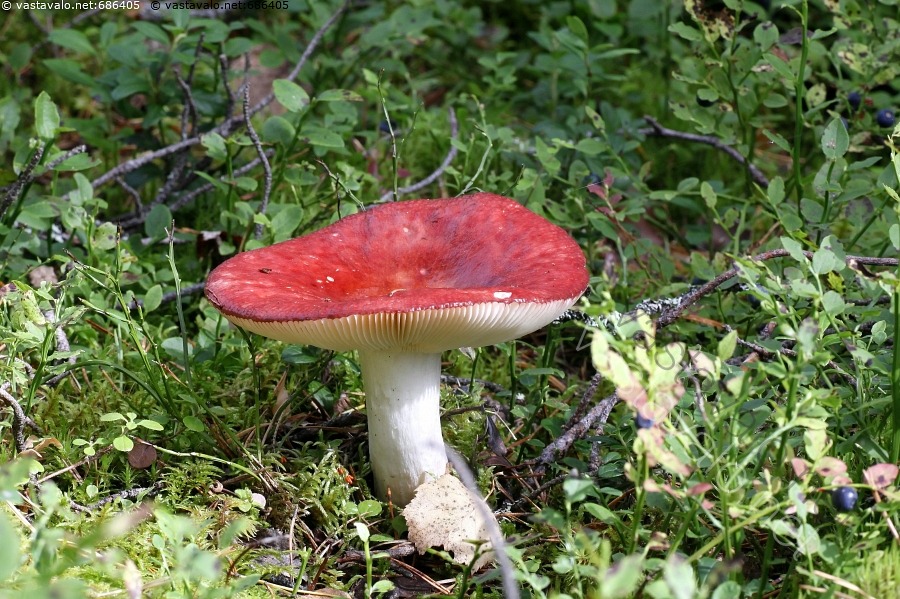 kuva-isohapero-herkullinen-ruokasieni-hapero-lakki-punainen