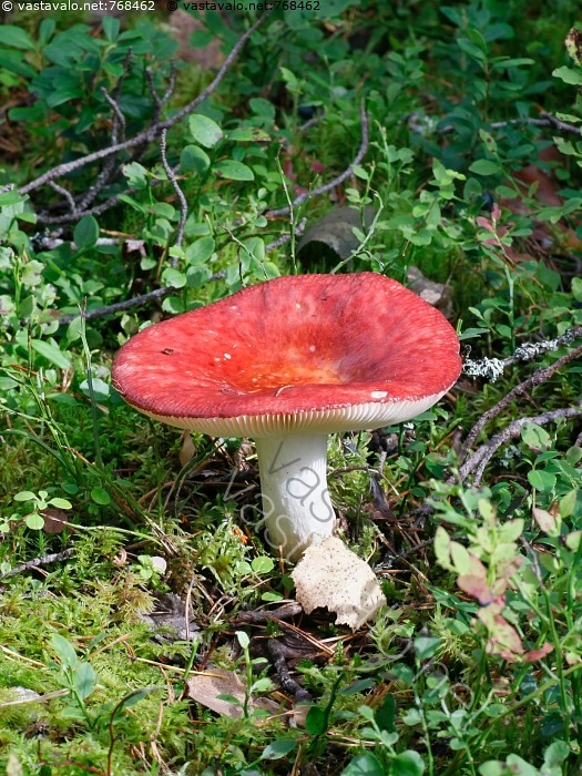 kuva-isohapero-russula-paludosa-hapero-lakki-punainen-punalakkinen