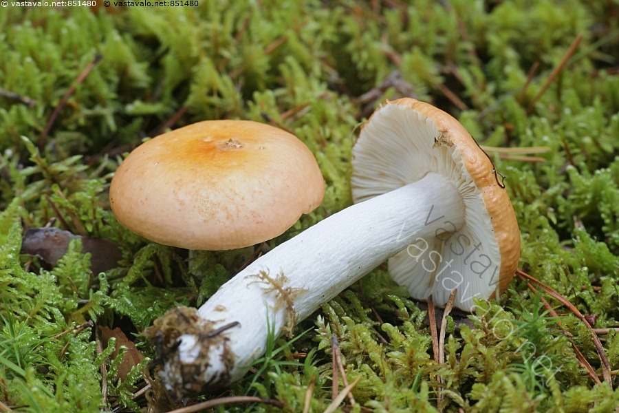 Kuva Russula Decolorans Kangashapero Ruokasieni Kangashapero kuva-russula-decolorans-kangashapero-ruokasieni-kangashapero