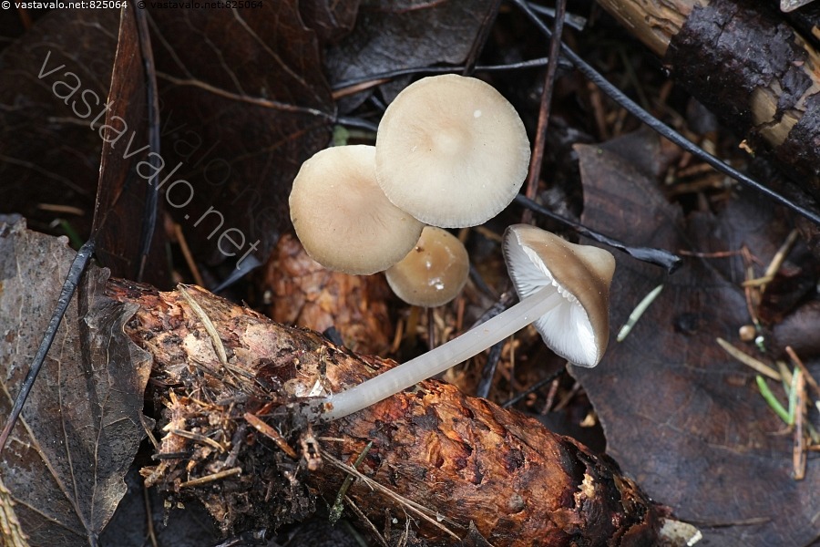 Kuva: Käpyhiippo, Mycena strobilicola - käpyhiippo Mycena strobilicola ...