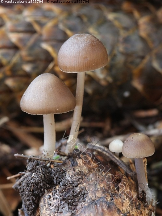 Kuva: Mycena strobilicola, käpyhiippo - käpyhiippo Mycena strobilicola ...