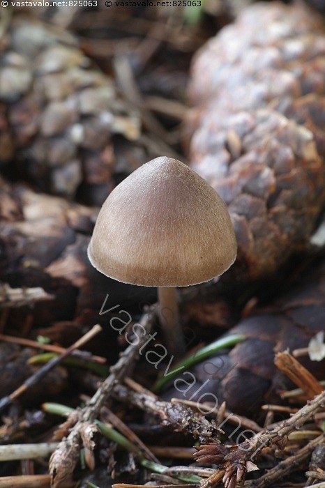 Kuva: Mycena strobilicola, käpyhiippo - käpyhiippo Mycena strobilicola ...
