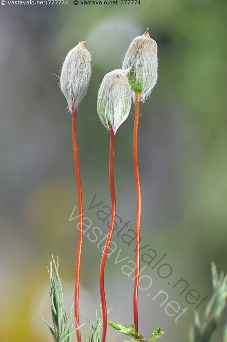 kuva-kangaskarhunsammal-polytrichum-juniperinum-karhunsammal