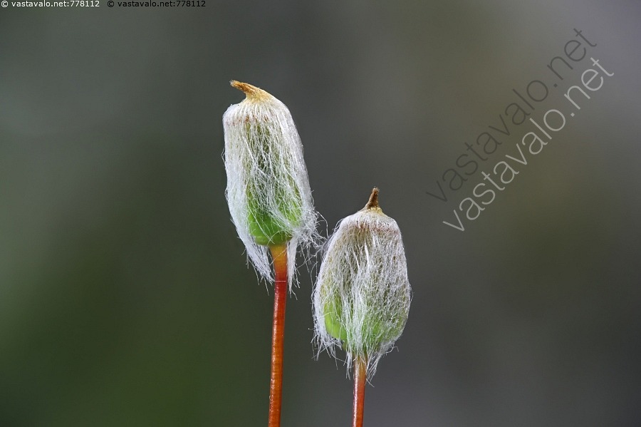 kuva-kangaskarhunsammal-polytrichum-juniperinum-karhunsammal