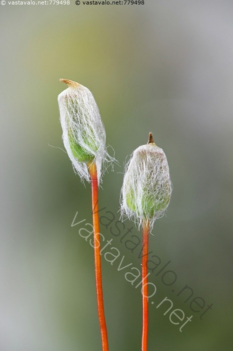 kuva-kangaskarhunsammal-polytrichum-juniperinum-karhunsammal