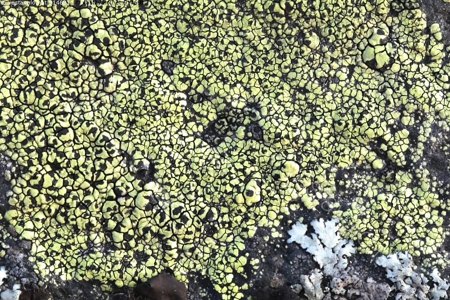 kuva-rhizocarpon-geographicum-keltakarttaj-k-l-keltakarttaj-k-l