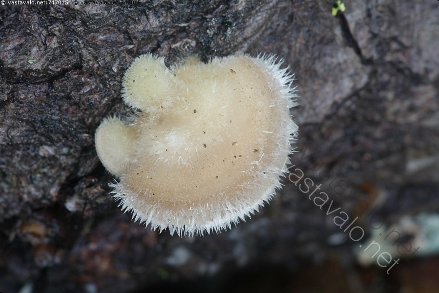 Kuva Karvavy k p Karvavy k p Vy k p Vy k v t Trametes Hirsuta kuva-karvavy-k-p-karvavy-k-p-vy-k-p-vy-k-v-t-trametes-hirsuta