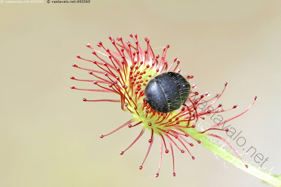 Kuva Kihokin Ateria Kihokki Py re lehtikihokki Drosera Rotundifolia kuva-kihokin-ateria-kihokki-py-re-lehtikihokki-drosera-rotundifolia