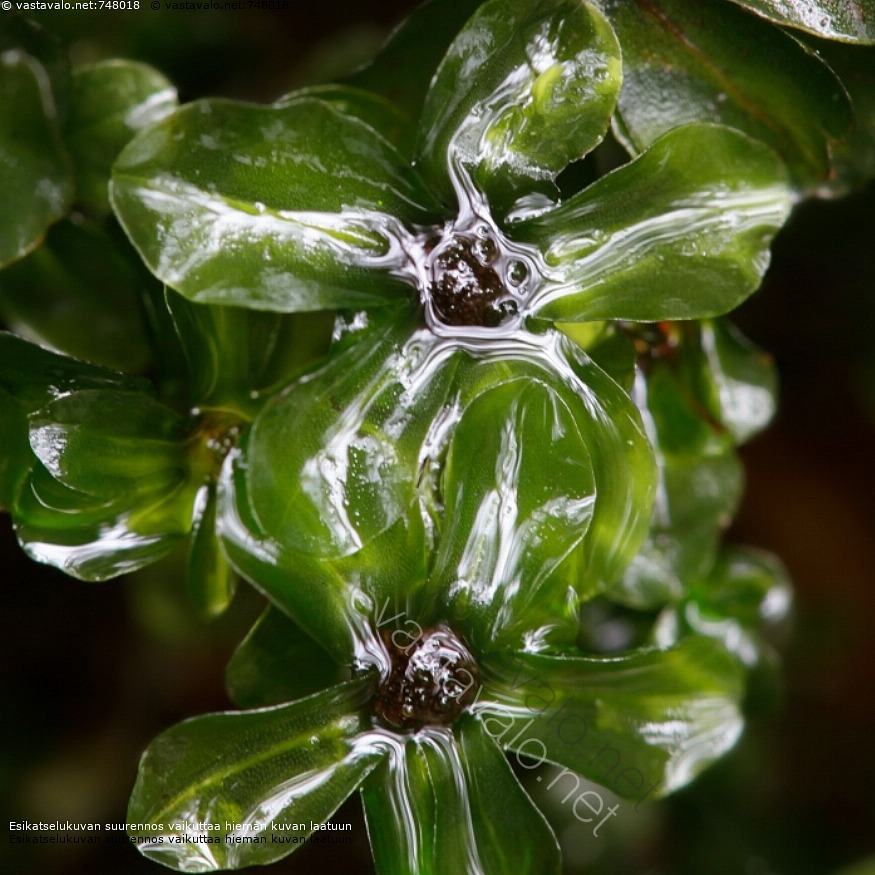 Kuva Kiiltolehv sammal Pseudobryum Cinclidioides Sammal Lehtisammal kuva-kiiltolehv-sammal-pseudobryum-cinclidioides-sammal-lehtisammal
