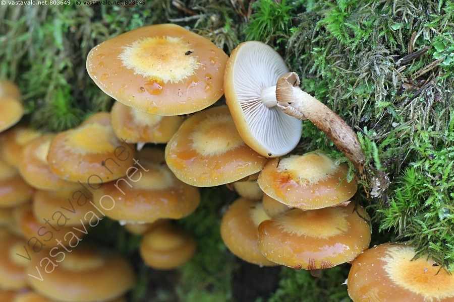 kuva-koivunkantosieni-kuehneromyces-mutabilis-ruokasieni