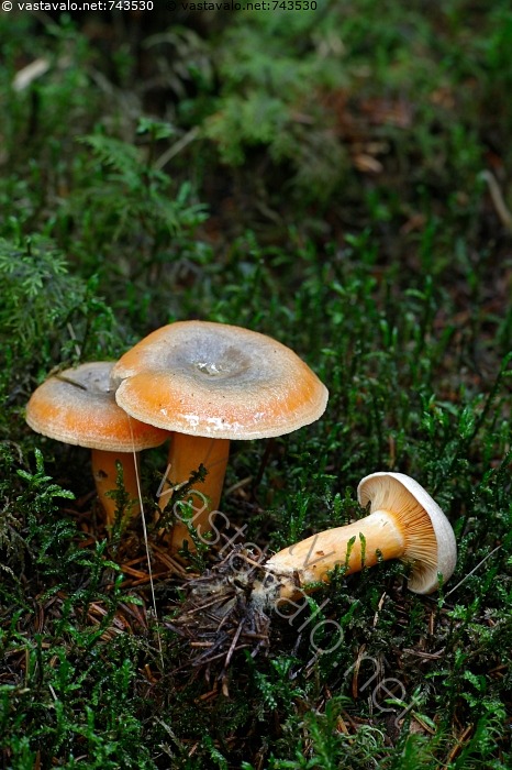 Kuva Lepp rousku Kuusenlepp rousku Rousku Rouskut Lepp rousku kuva-lepp-rousku-kuusenlepp-rousku-rousku-rouskut-lepp-rousku