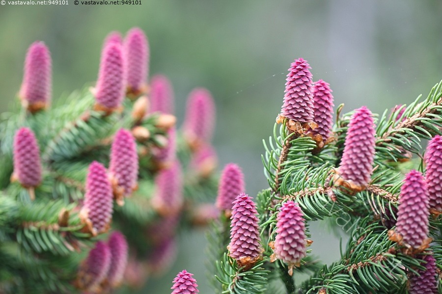 Kuva: Kuusen punaiset kävyt - kuusi käpy kuusenkäpy kävyt punainen ...