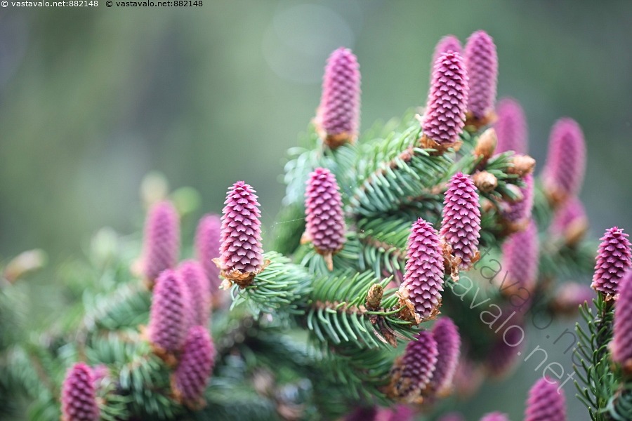 Kuva: Kuusen punaiset kävyt - kuusi käpy kuusenkäpy kävyt punainen ...