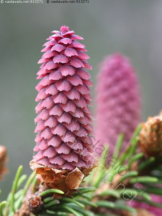 Kuva: Kuusen kukka - kuusi käpy kuusenkäpy kävyt punainen punaiset oksa ...