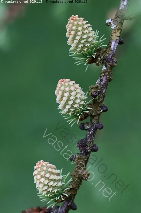 Kuva: Lehtikuusen käpyjä - lehtikuusi käpy havupuu lehti vihreä vihreät ...