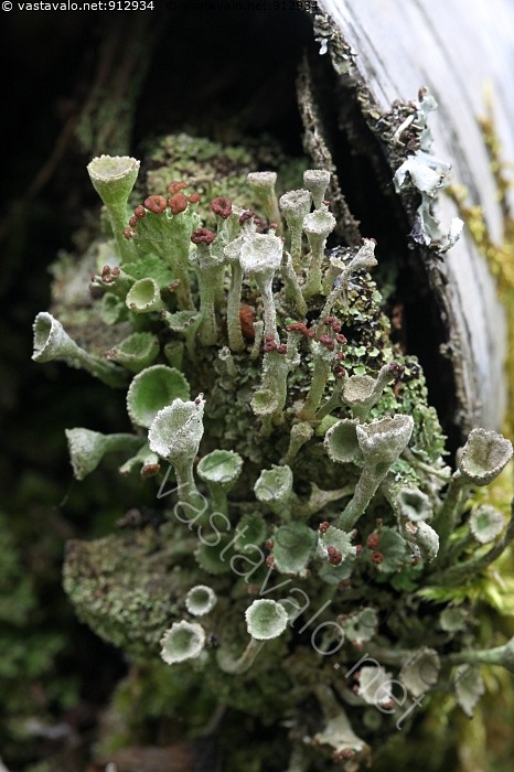 Kuva Mets torvij k l Cladonia Gracilis Metsatorvij k l Cladonia kuva-mets-torvij-k-l-cladonia-gracilis-metsatorvij-k-l-cladonia