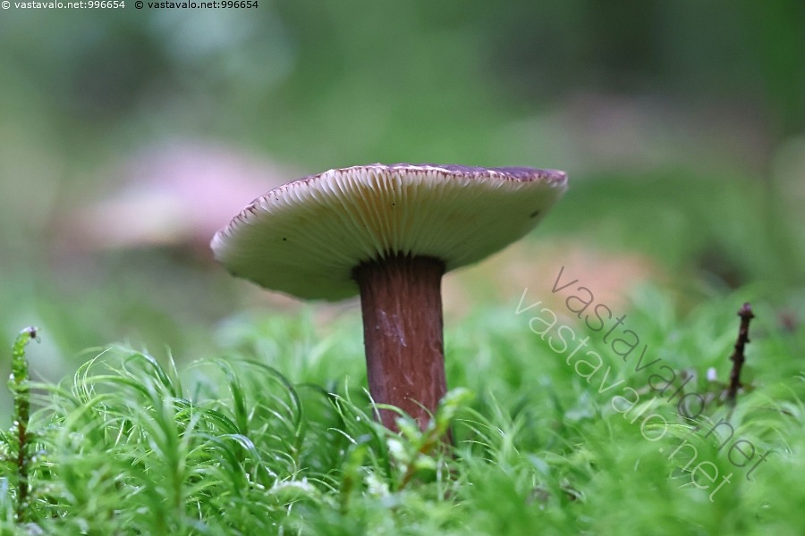 kuva-nokirousku-lactarius-lignyotus-nokirousku-lactarius-lignyotus