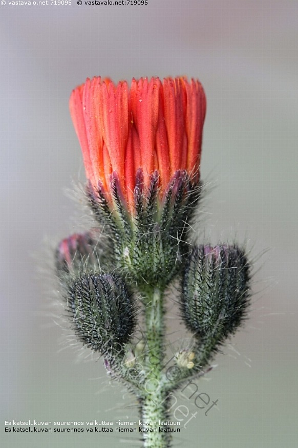 kuva-oranssikeltano-keltano-pilosella-aurantiaca-oranssikeltano