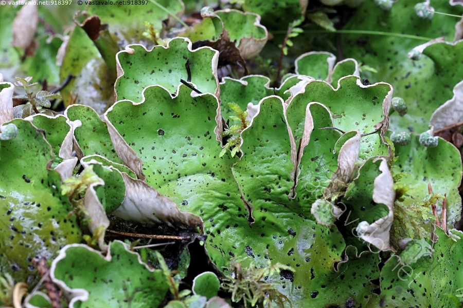 kuva-pilkkunahkaj-k-l-peltigera-aphthosa-peltigera-aphthosa