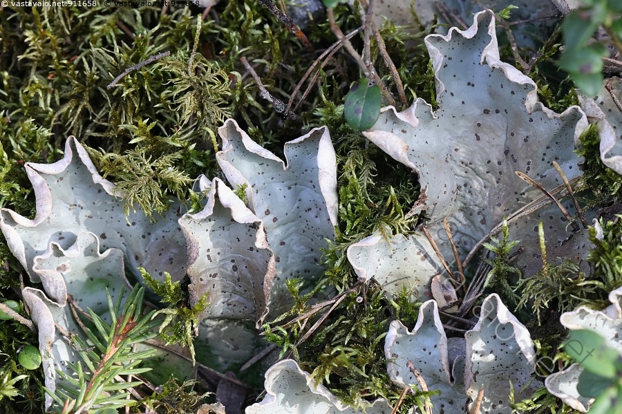 kuva-pilkkunahkaj-k-l-peltigera-aphthosa-peltigera-aphthosa