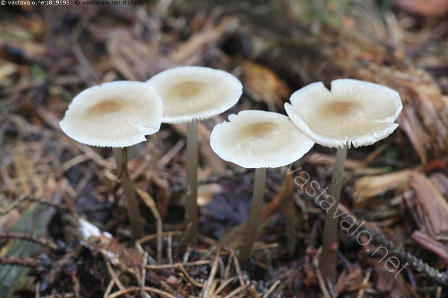 Kuva Mycena Galericulata Poimuhiippo Poimuhiippo Hiippo Hiipot kuva-mycena-galericulata-poimuhiippo-poimuhiippo-hiippo-hiipot